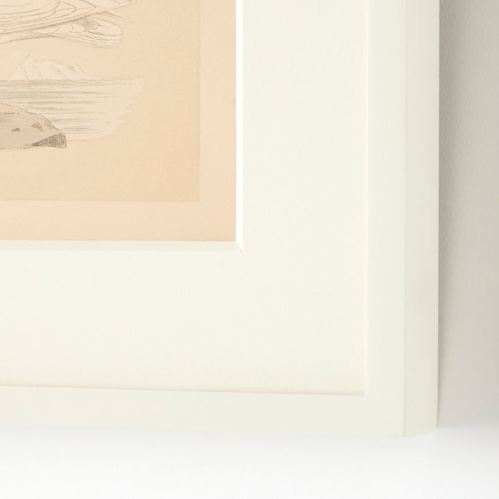 Set of 8 Framed Vintage Shore Bird Prints