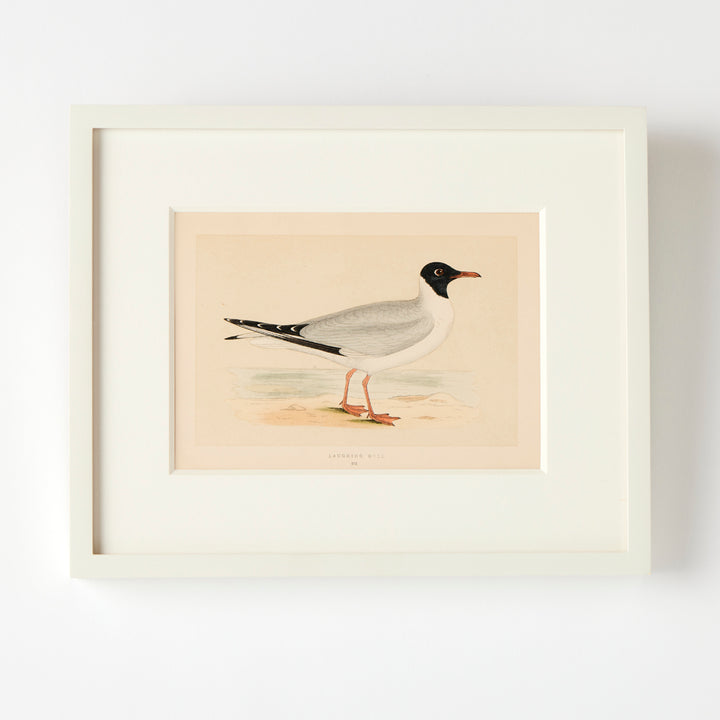 Set of 8 Framed Vintage Shore Bird Prints