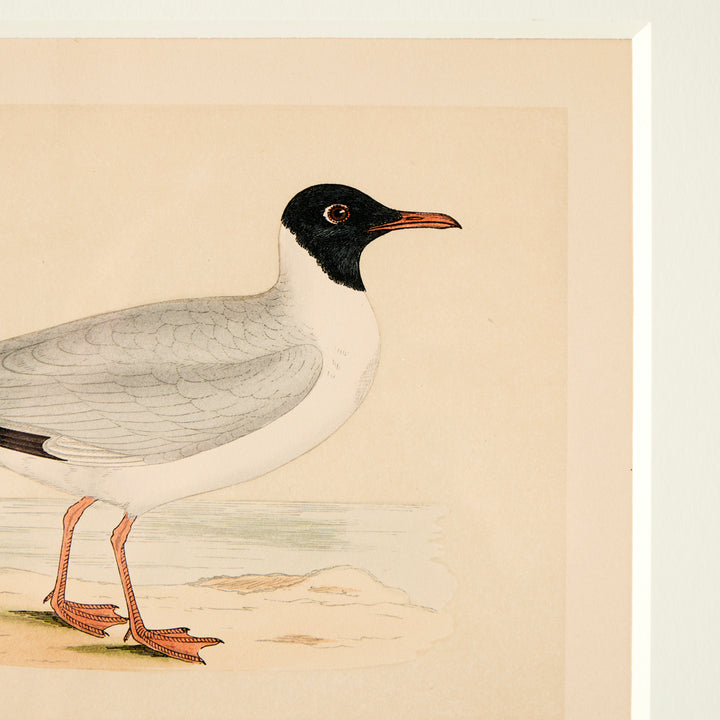 Set of 8 Framed Vintage Shore Bird Prints