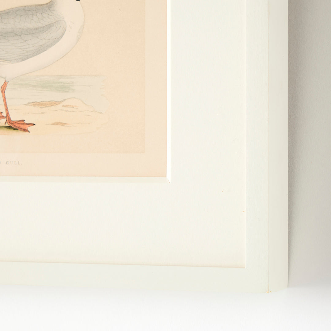 Set of 8 Framed Vintage Shore Bird Prints