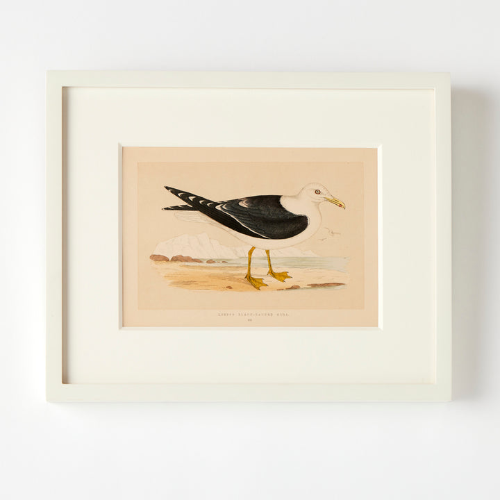 Set of 8 Framed Vintage Shore Bird Prints