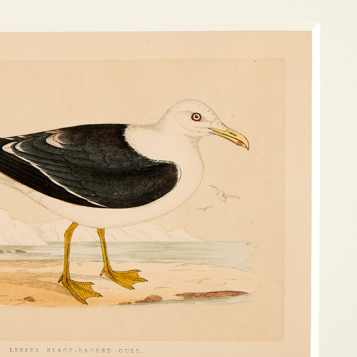Set of 8 Framed Vintage Shore Bird Prints