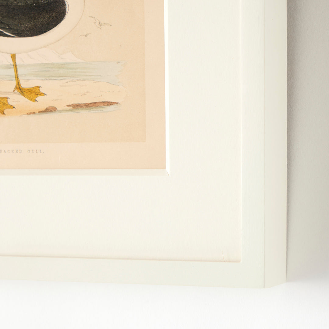 Set of 8 Framed Vintage Shore Bird Prints
