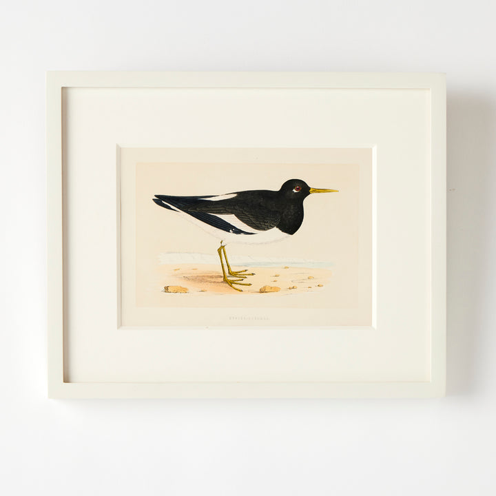 Set of 8 Framed Vintage Shore Bird Prints