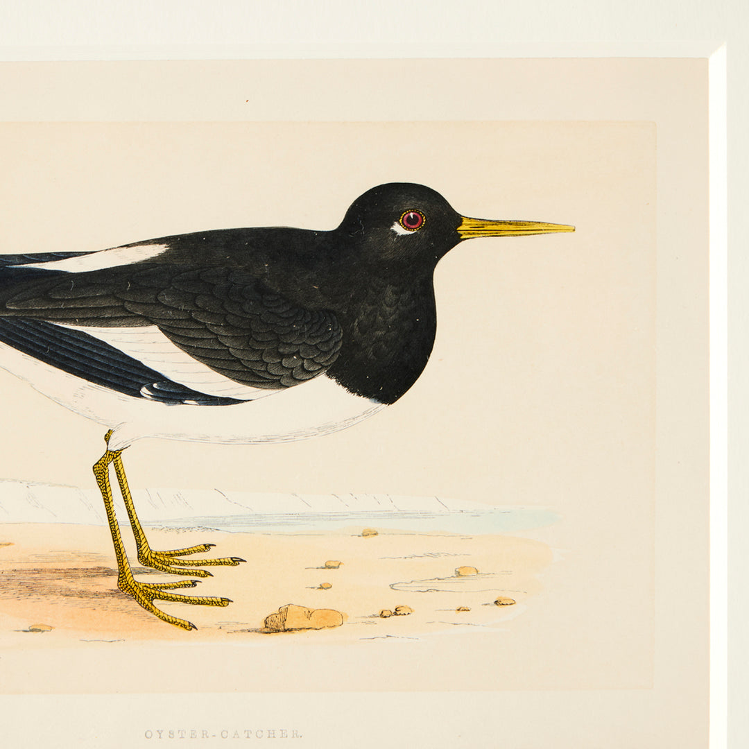 Set of 8 Framed Vintage Shore Bird Prints