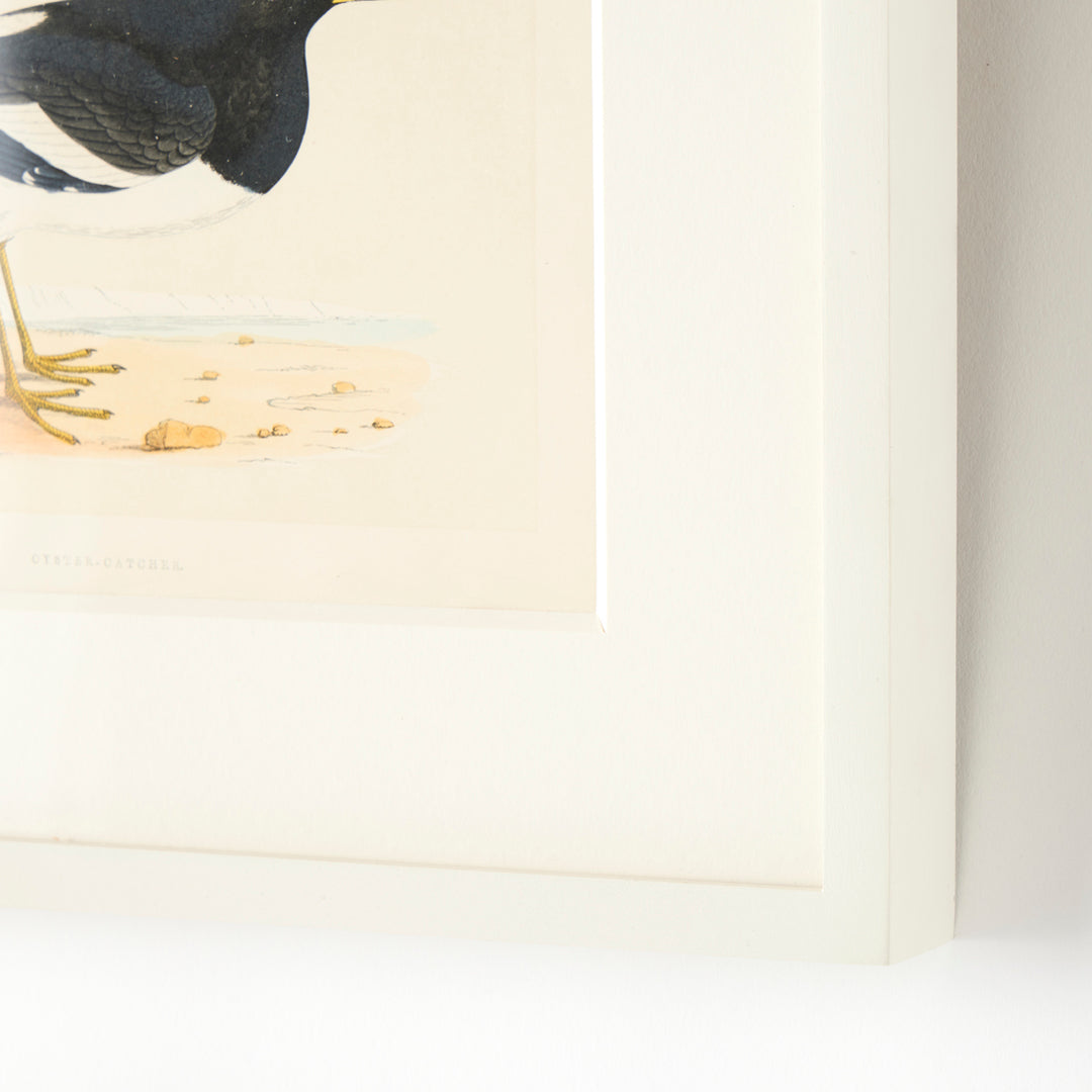 Set of 8 Framed Vintage Shore Bird Prints