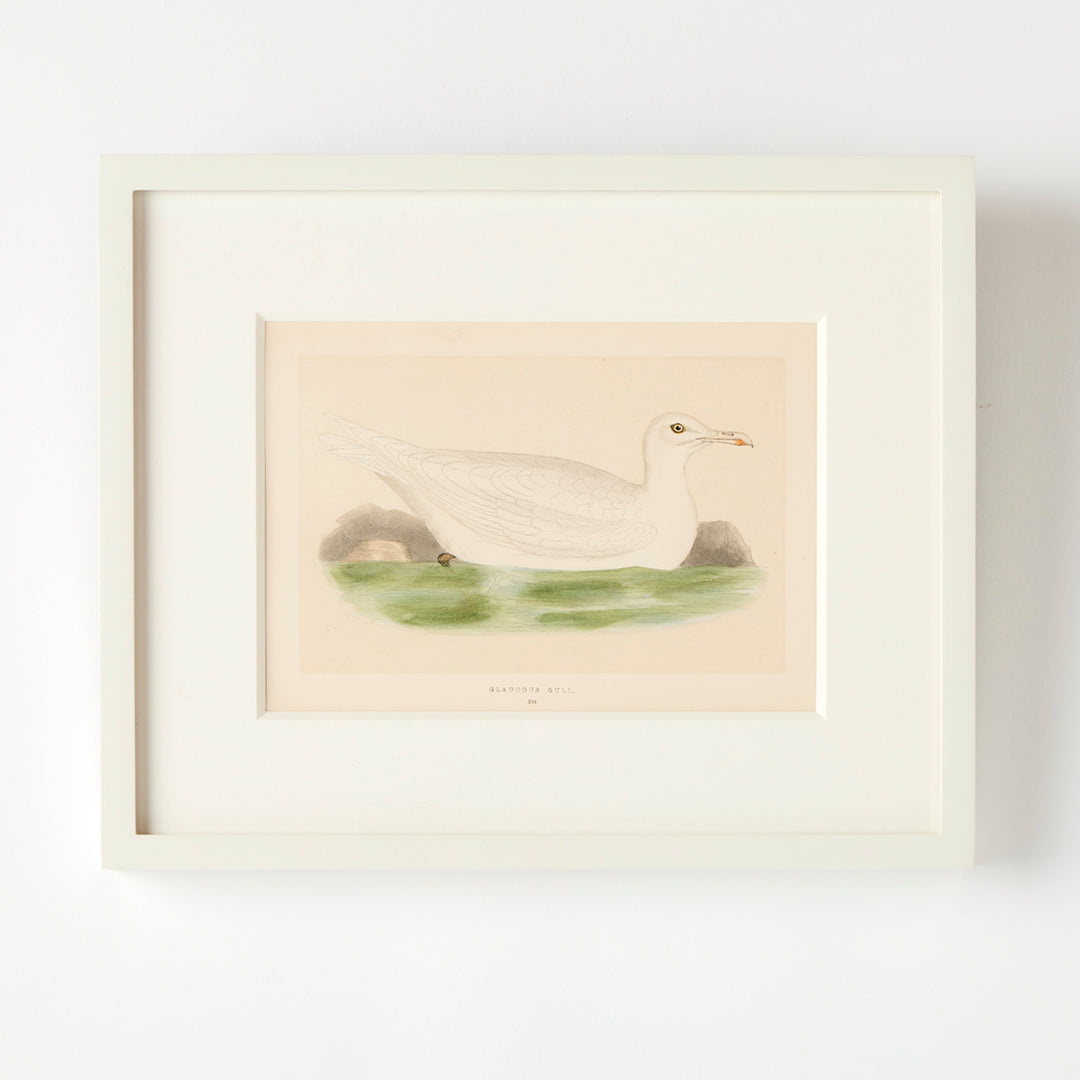 Set of 8 Framed Vintage Shore Bird Prints