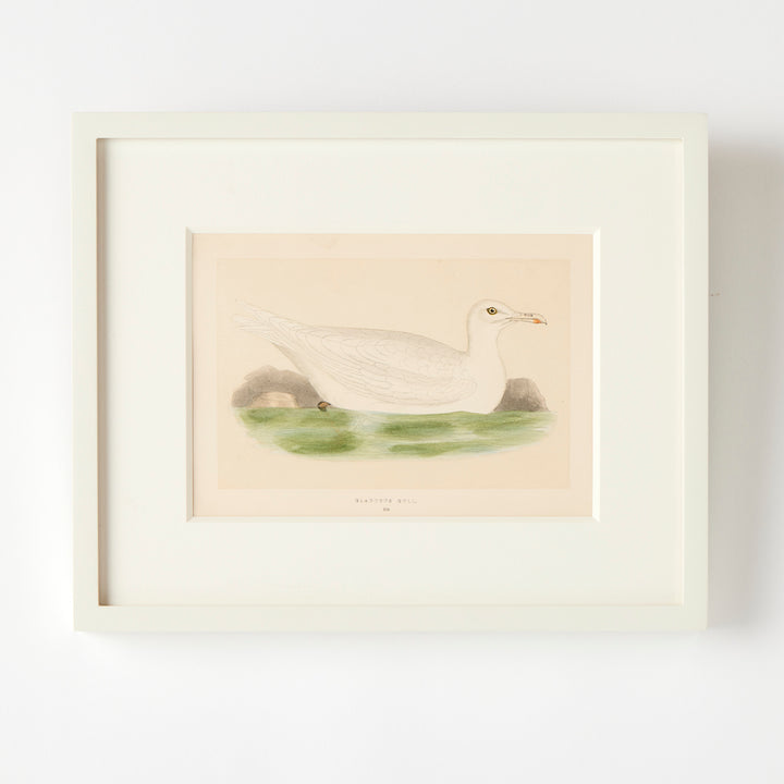 Set of 8 Framed Vintage Shore Bird Prints