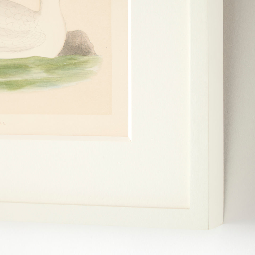 Set of 8 Framed Vintage Shore Bird Prints