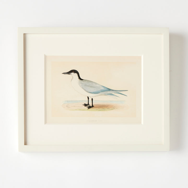 Set of 8 Framed Vintage Shore Bird Prints