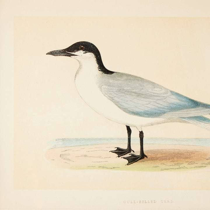 Set of 8 Framed Vintage Shore Bird Prints
