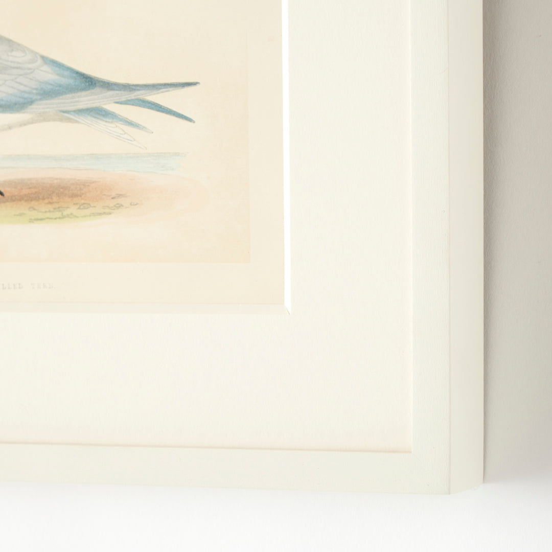 Set of 8 Framed Vintage Shore Bird Prints