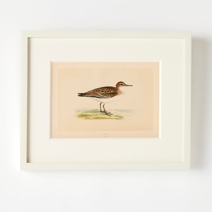 Set of 8 Framed Vintage Shore Bird Prints