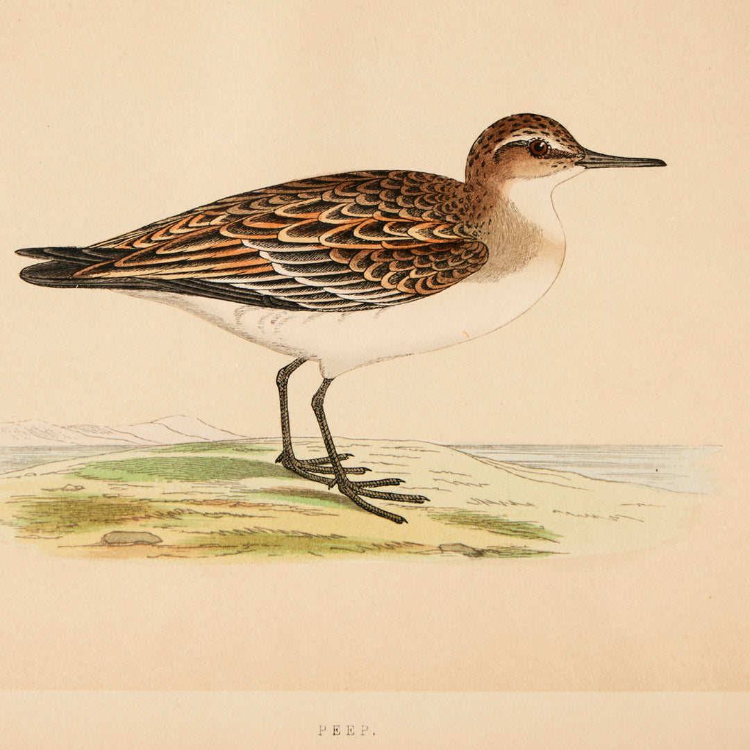 Set of 8 Framed Vintage Shore Bird Prints