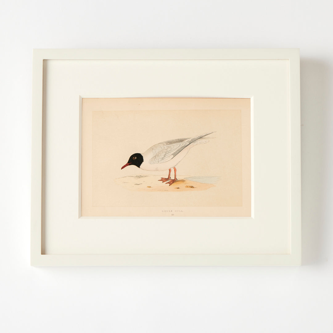 Set of 8 Framed Vintage Shore Bird Prints