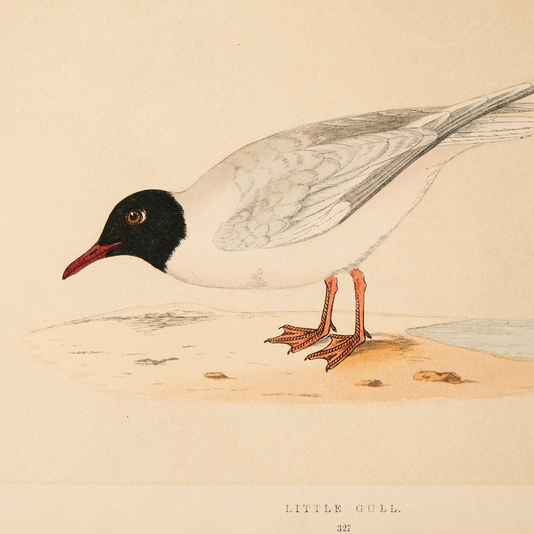 Set of 8 Framed Vintage Shore Bird Prints