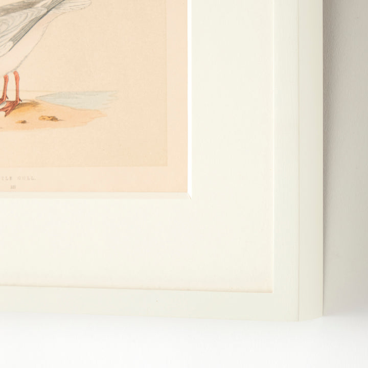 Set of 8 Framed Vintage Shore Bird Prints
