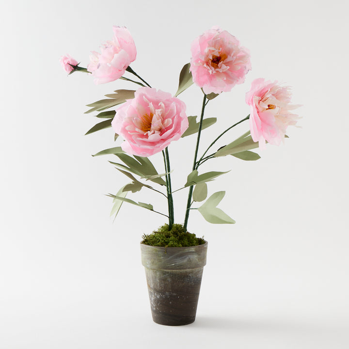 Potted Paper Peony