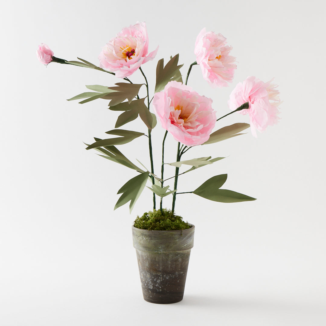 Potted Paper Peony