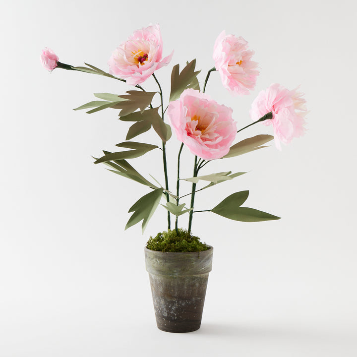 Potted Paper Peony