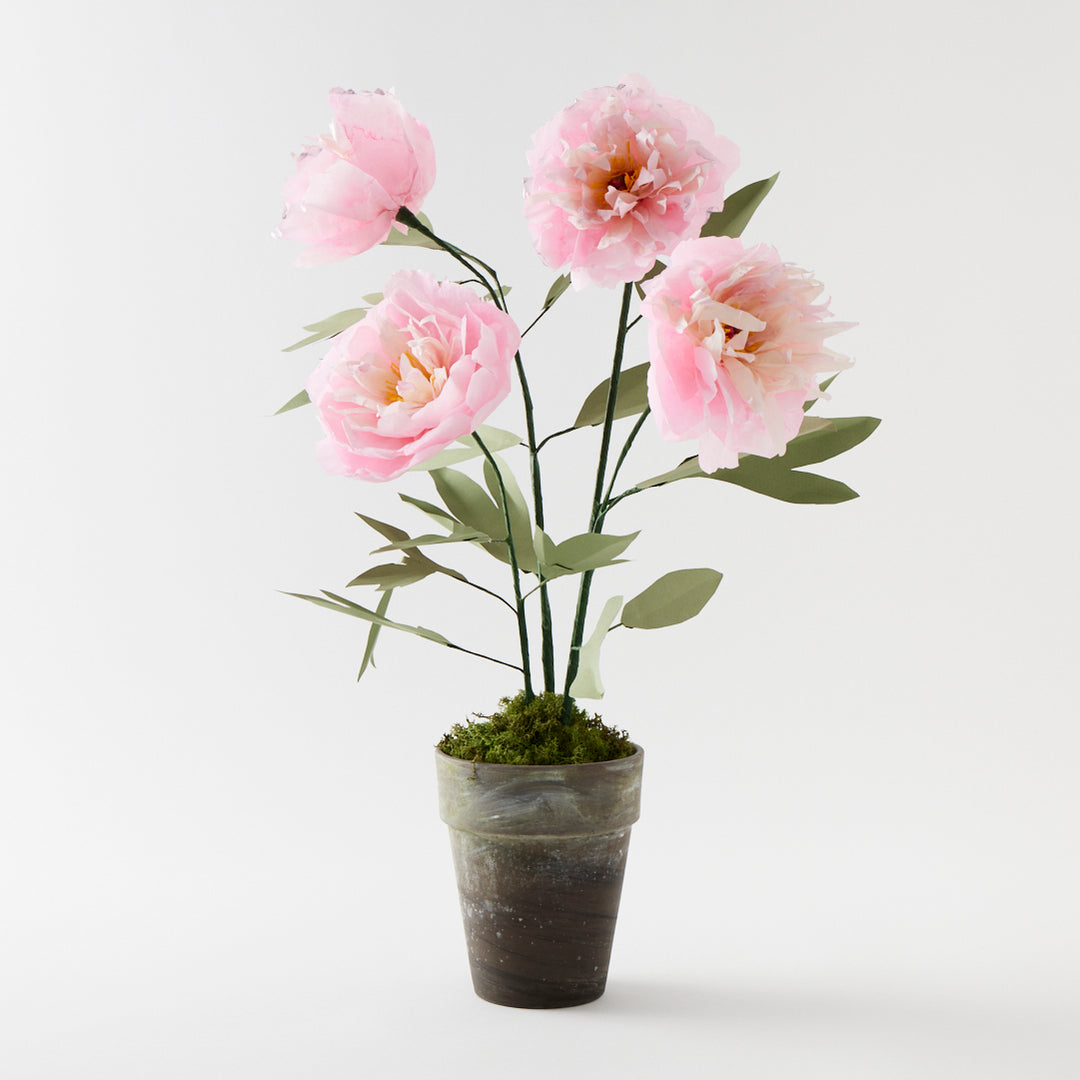 Potted Paper Peony