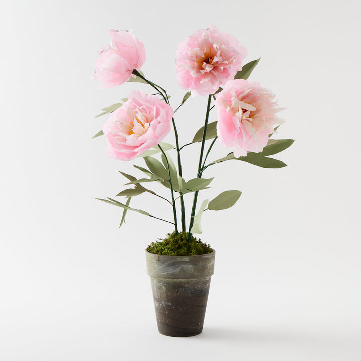 Potted Paper Peony