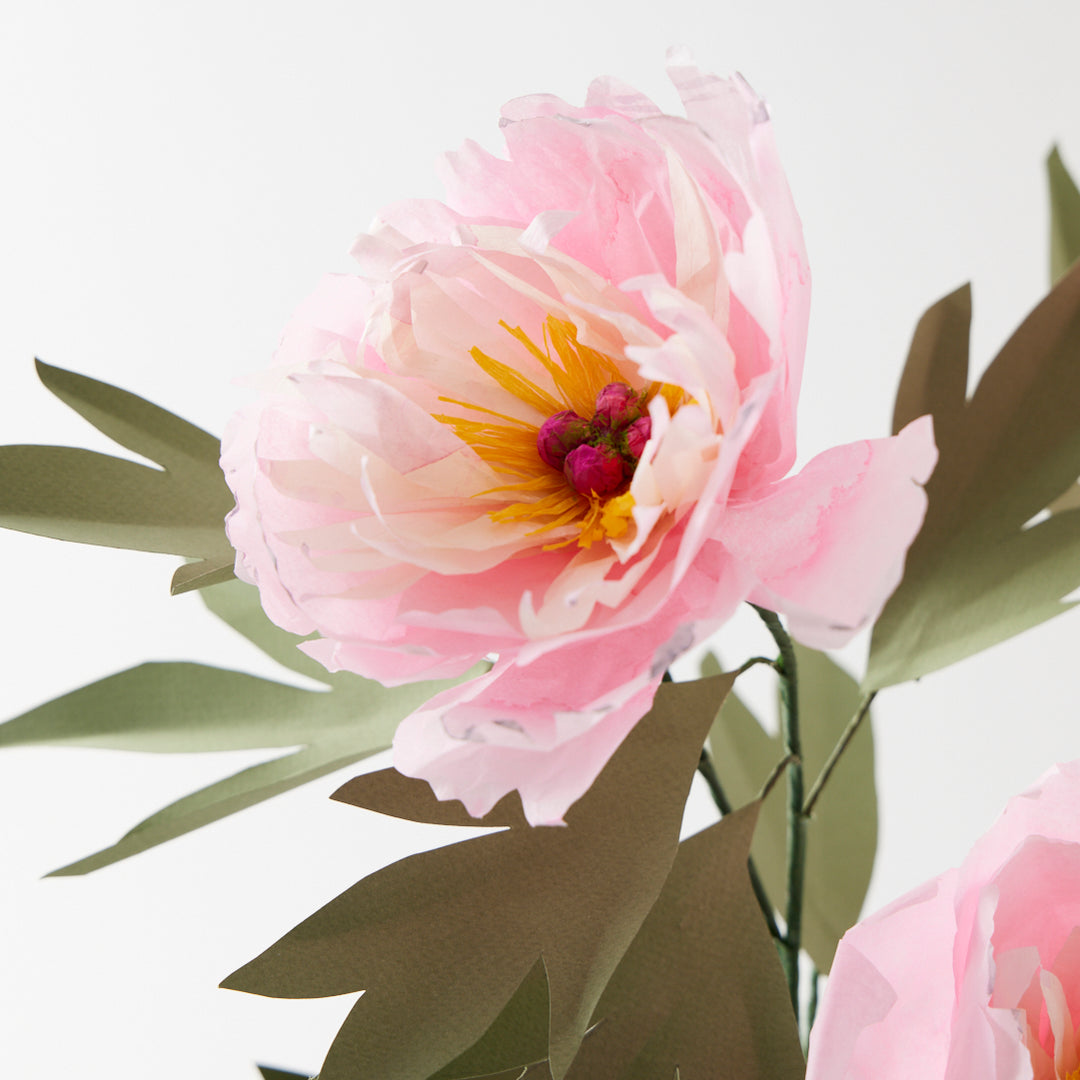 Potted Paper Peony