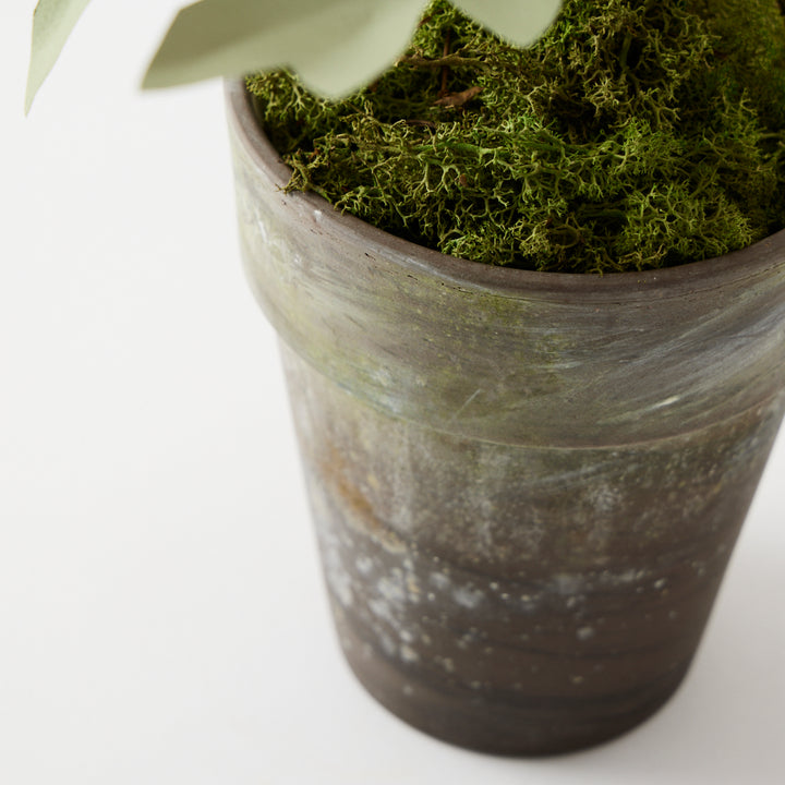 Potted Paper Peony