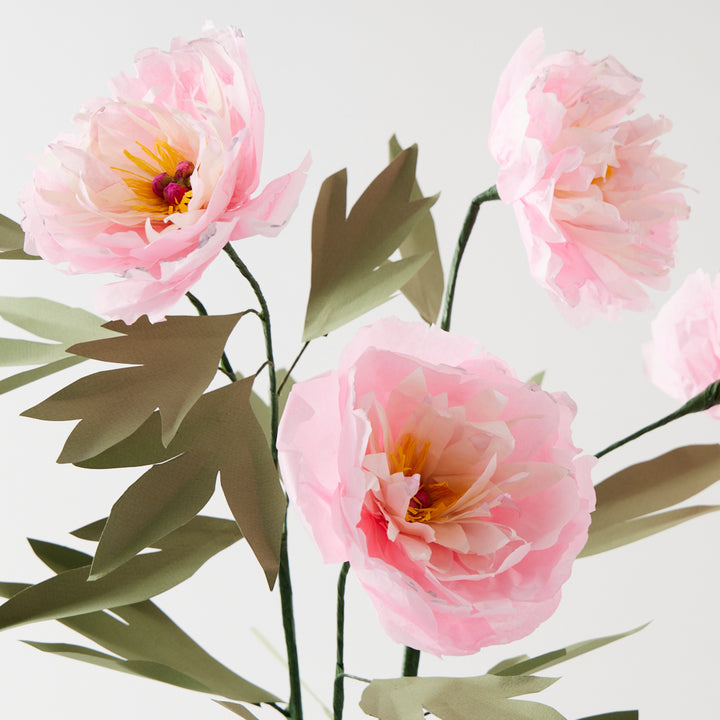 Potted Paper Peony