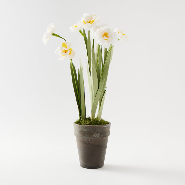 Potted Paper Narcissus