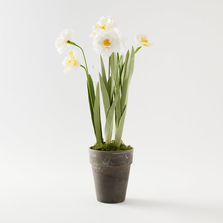 Potted Paper Narcissus