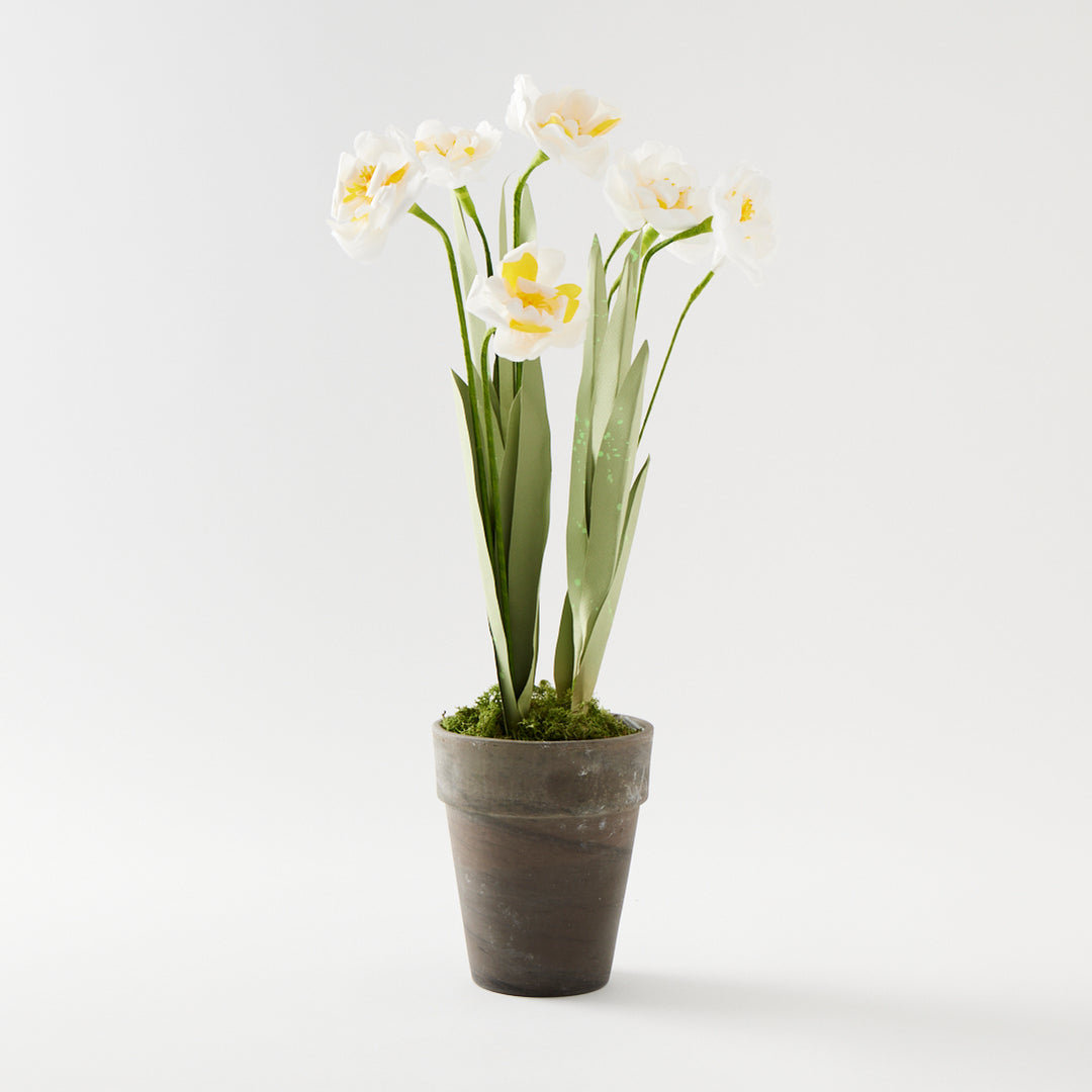 Potted Paper Narcissus