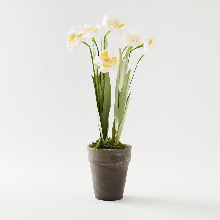 Potted Paper Narcissus