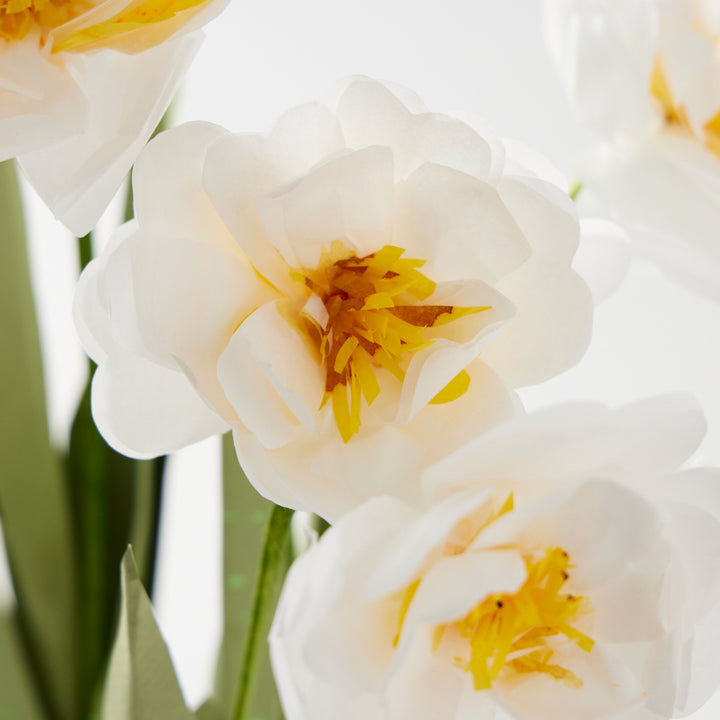 Potted Paper Narcissus