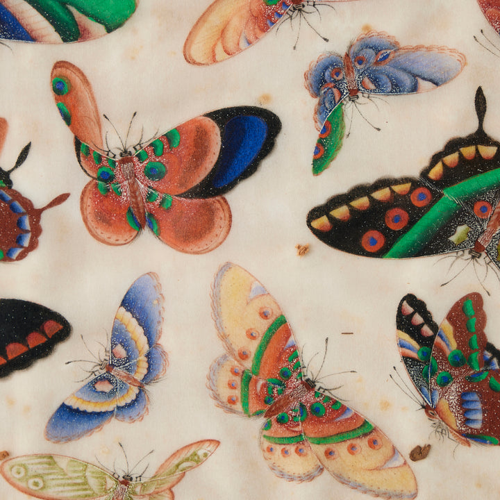 Antique Watercolor Butterfly Study, 19th Century