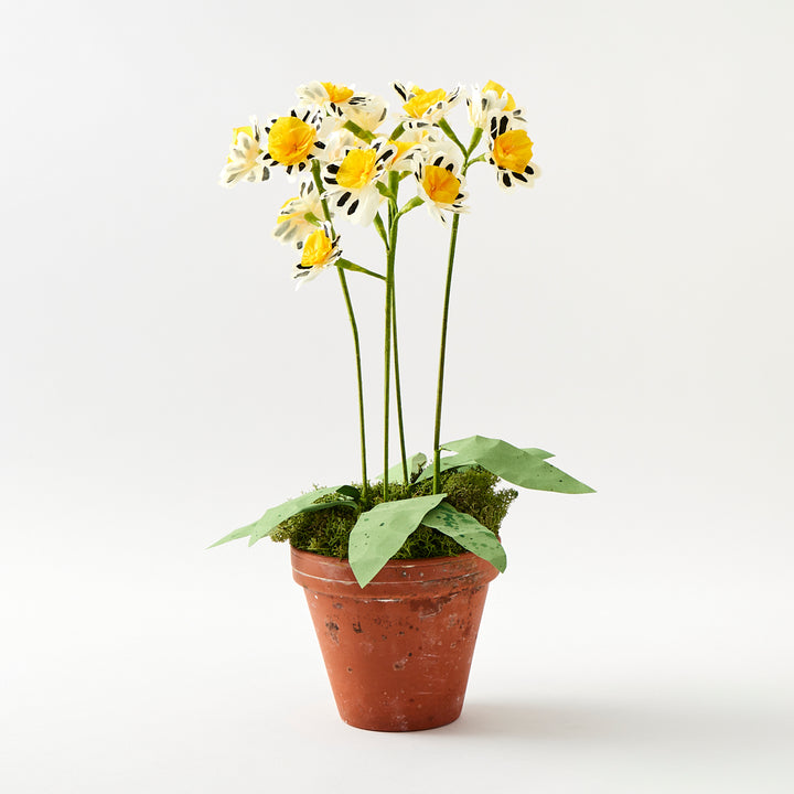 Potted Paper Silver Lace Primula