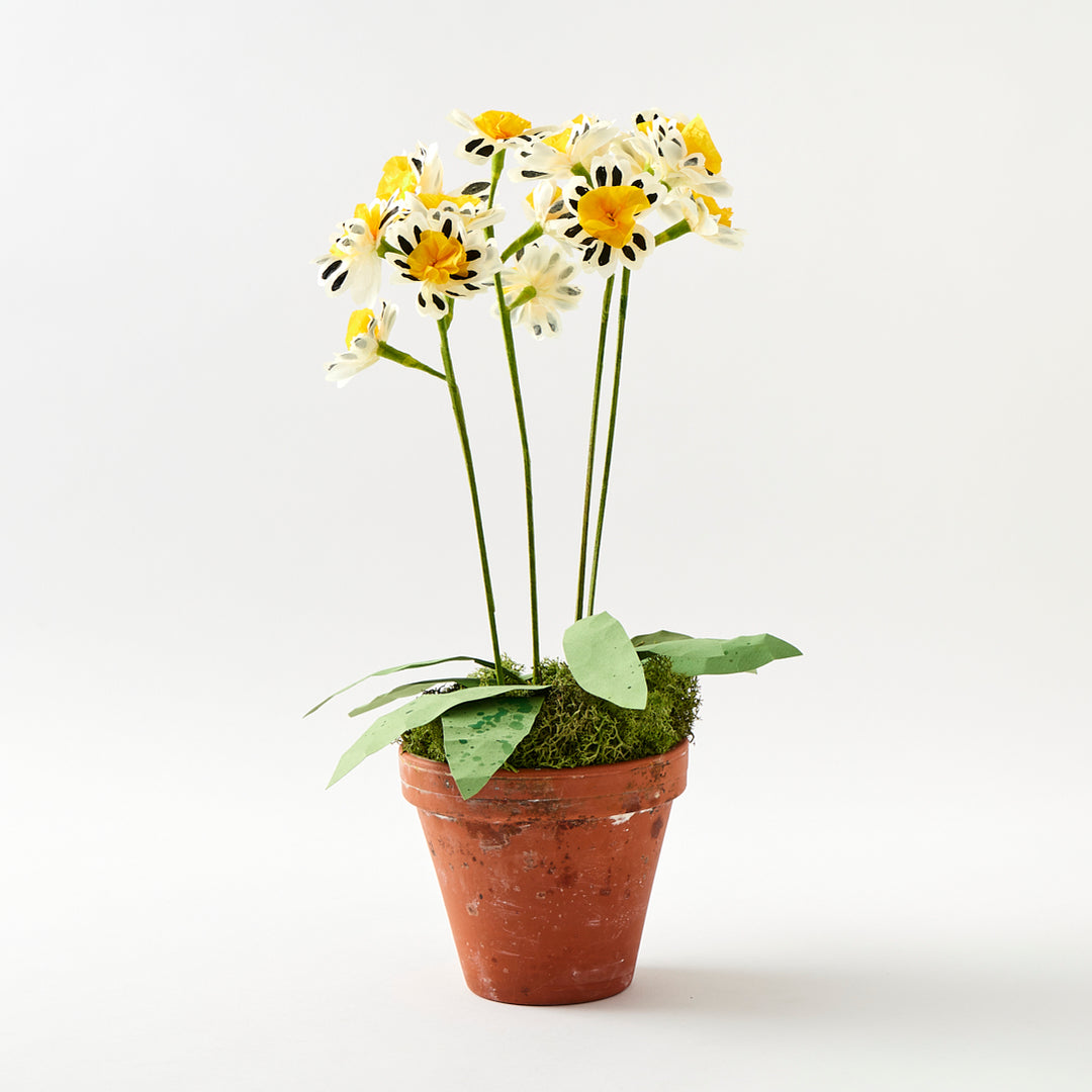 Potted Paper Silver Lace Primula