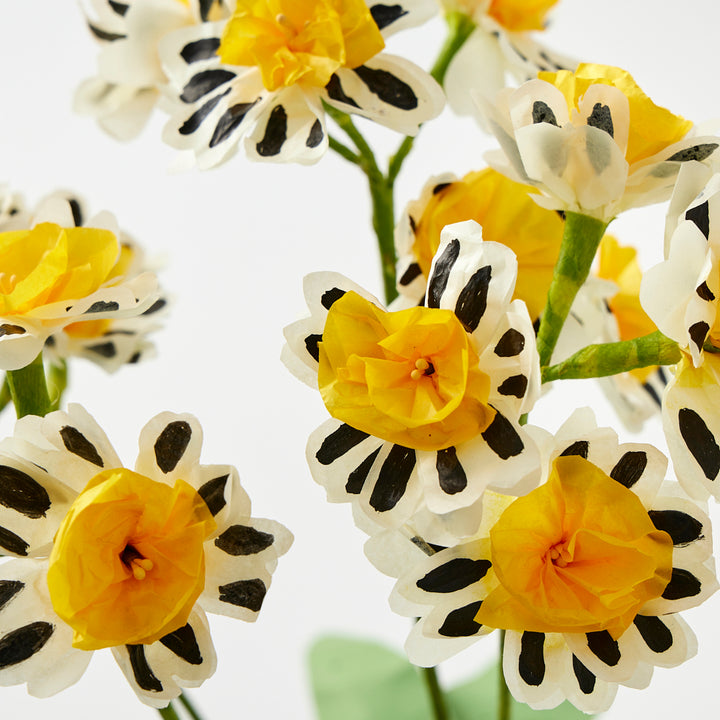 Potted Paper Silver Lace Primula