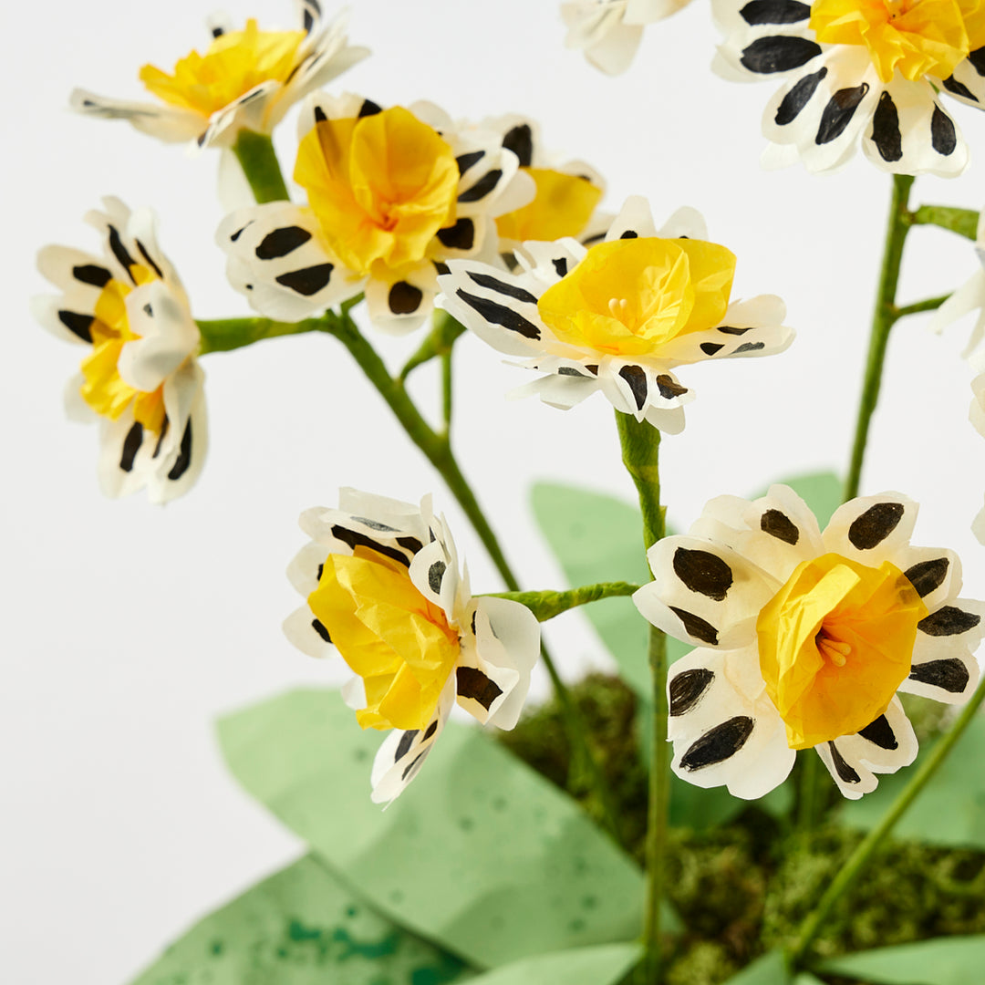 Potted Paper Silver Lace Primula