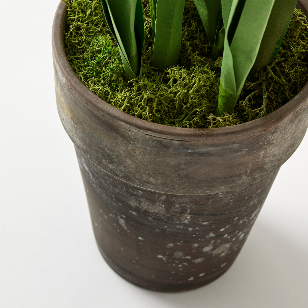 Potted Paper Daffodils