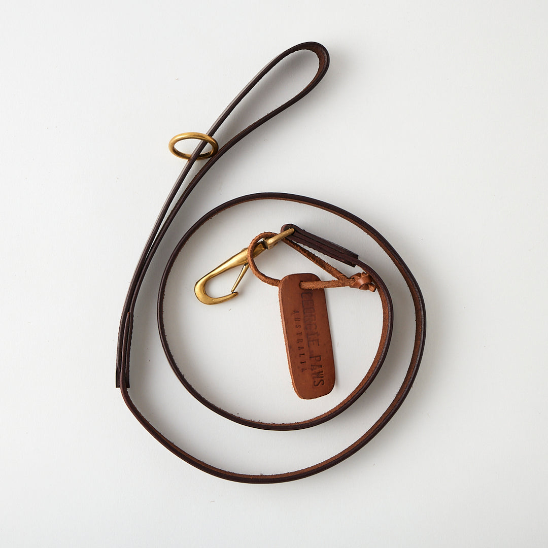 Bald Lead in Chicory