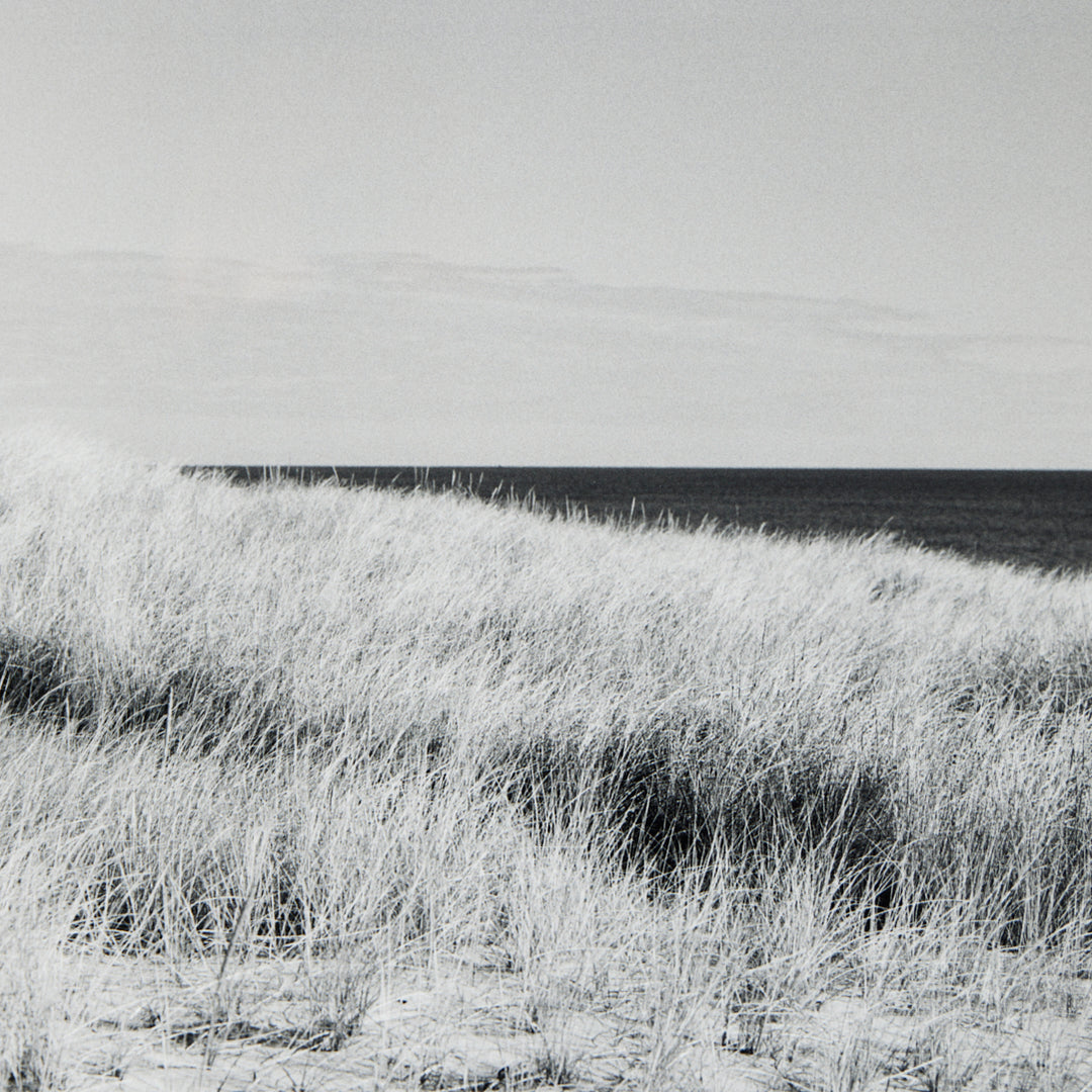 Dune Grasses, Looking East