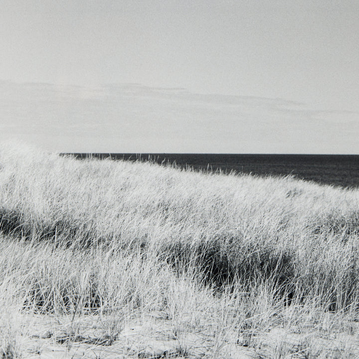 Dune Grasses, Looking East