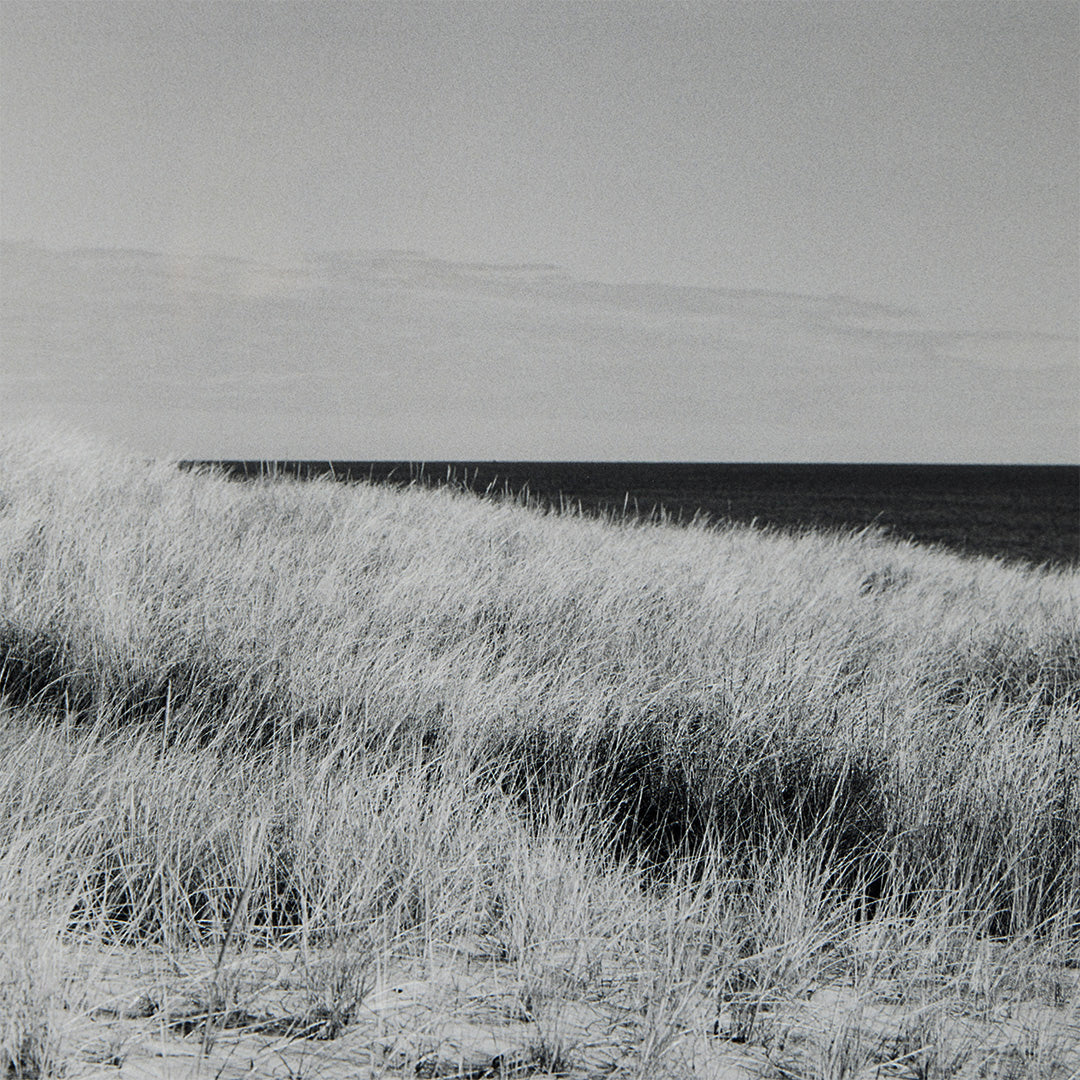 Dune Grasses, Looking East