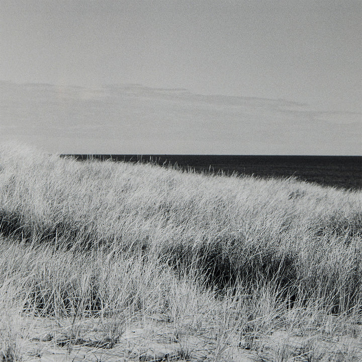 Dune Grasses, Looking East