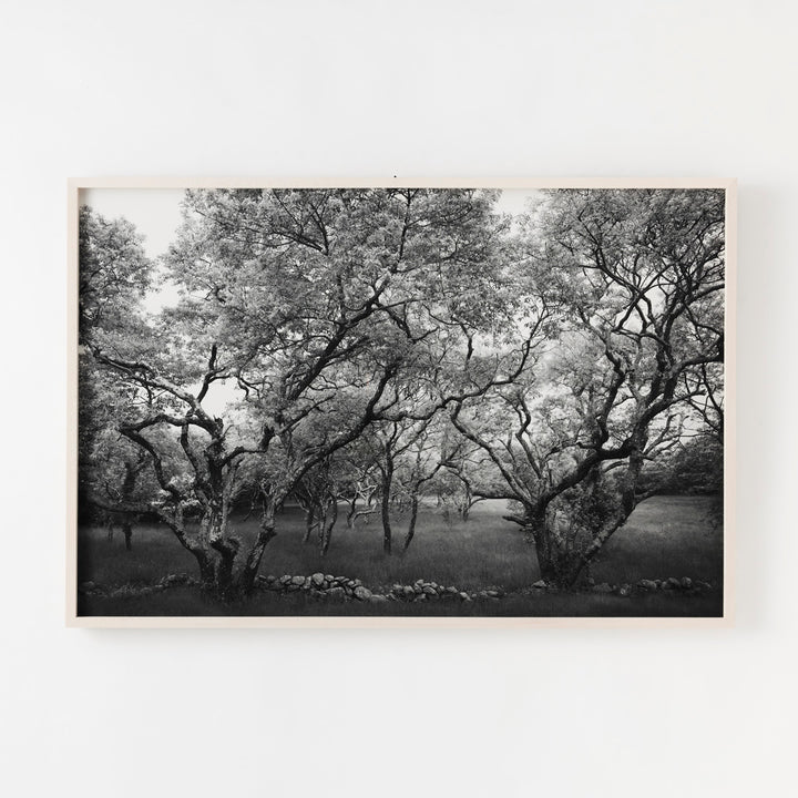 Sarah Bird, Cherry Hill Road Grove