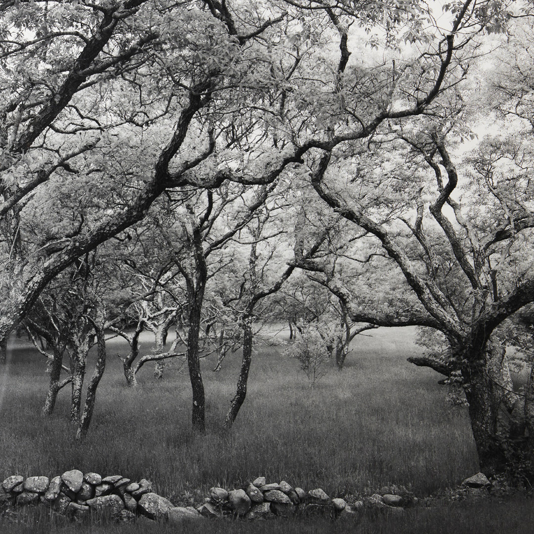 Sarah Bird, Cherry Hill Road Grove