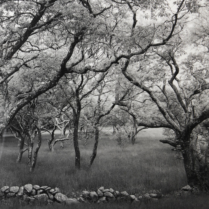 Sarah Bird, Cherry Hill Road Grove