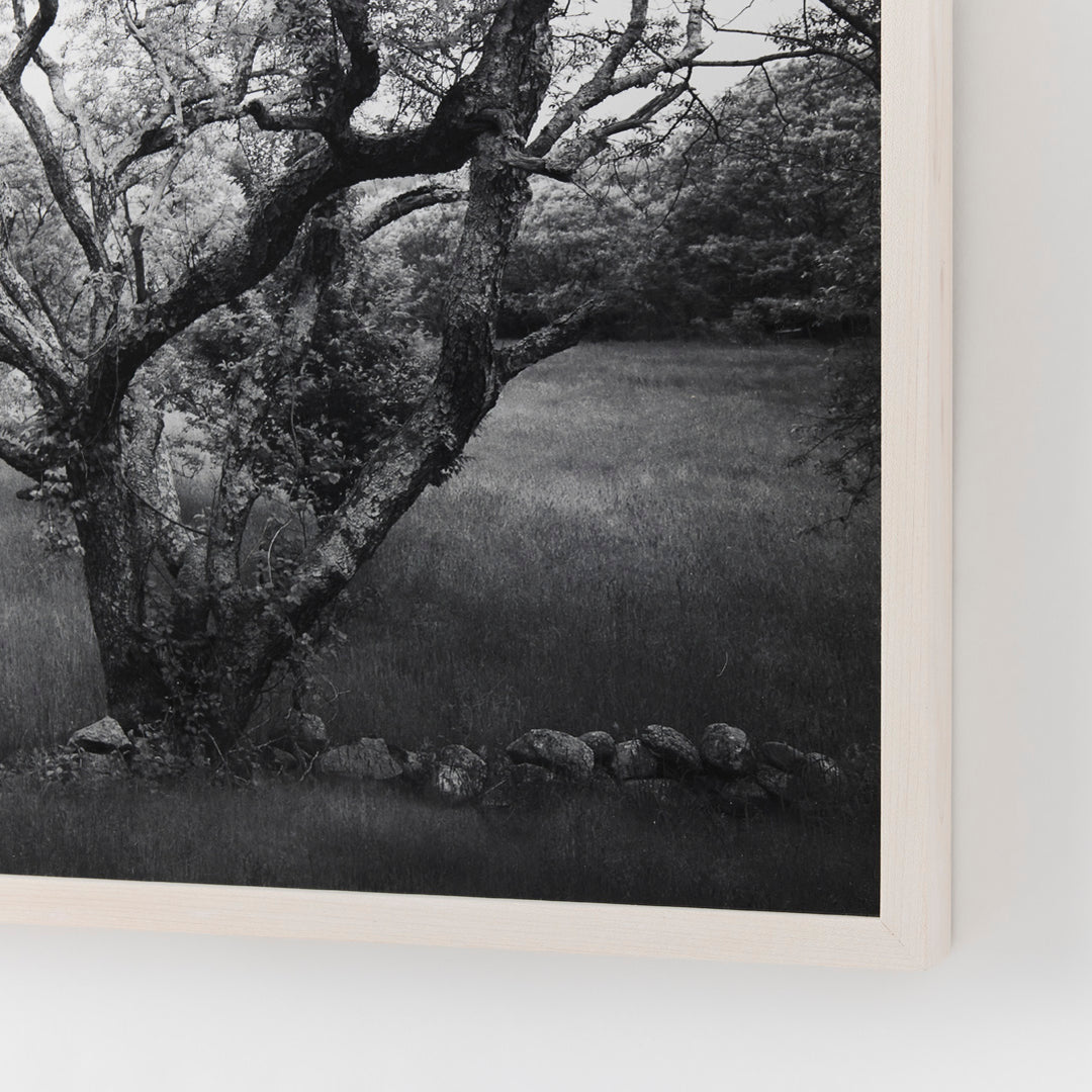Sarah Bird, Cherry Hill Road Grove