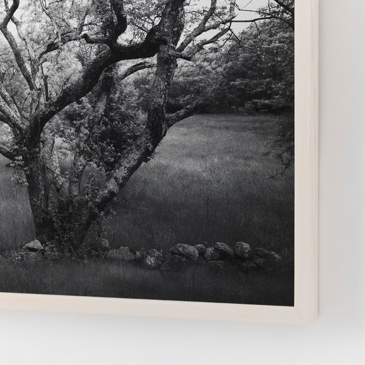 Sarah Bird, Cherry Hill Road Grove